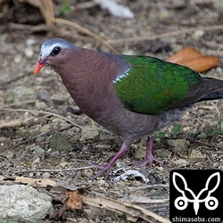 メスを見る機会がほとんどないので、まだキンバトは子育て真っ最中なのでしょう。