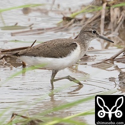 イソシギ夏羽後期。