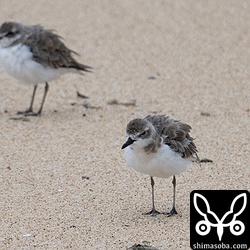 オオメダイチドリ。夏羽から冬羽へ。