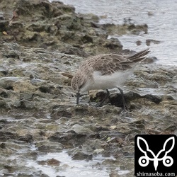 トウネン第1回夏羽。
