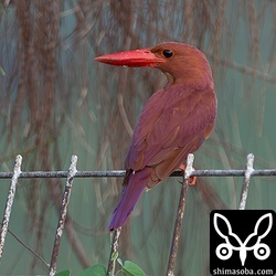餌をヒナに渡したアカショウビンのオス。