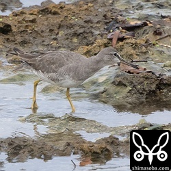 キアシシギ夏羽から冬羽へ。