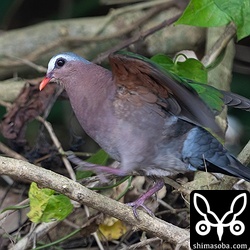 貴重なキンバトの脇の下。