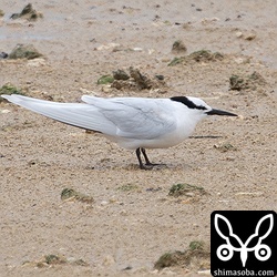エリグロアジサシのコロニーは台風を乗り切ったようでした。