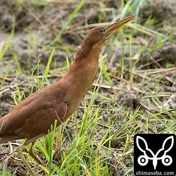 救護場所付近の田んぼに放鳥。不機嫌そうに「コッコッコッ」と鳴きながら飛び去っていきました。