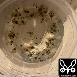 エサとなったヤエヤマヒメアマガエルのオタマジャクシ。