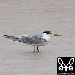 オオアジサシ第1回夏羽。