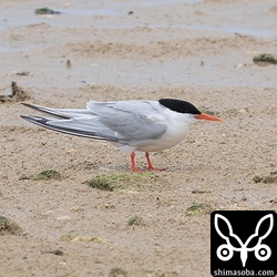 今季は個体数が少ないベニアジサシ。