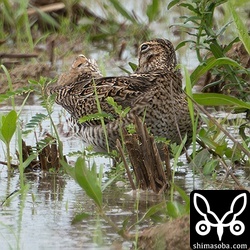 黒っぽいタイプのハリオシギ。