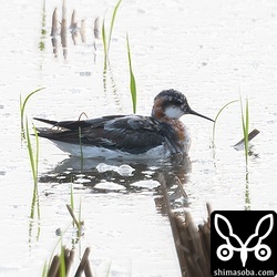 今季初のアカエリヒレアシシギ。夏羽から冬羽へ換羽中。