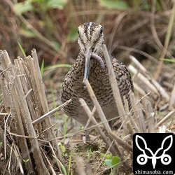 大きなミミズを飲み込むハリオシギ。