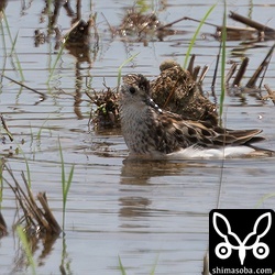 水浴びするヒバリシギ幼鳥。