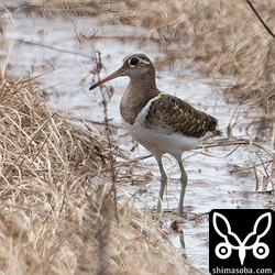 上のメスと連れ立っていたタマシギのオス。