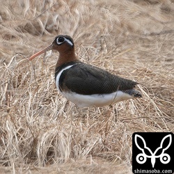 タマシギ成鳥メス。