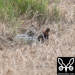 上のタマシギのペアと同じ田んぼにもうひとペア。縄張り争いでも起きるかと見ていましたが、特にトラブルはなし。繁殖期も終わっているからか?