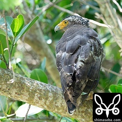 カンムリワシの若い個体。3cyぐらい?