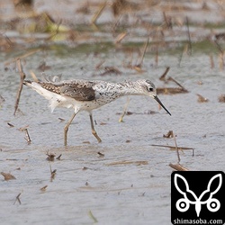 コアオアシシギ夏羽から冬羽へ。