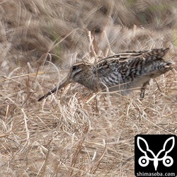 かなり遠かったですが、走るハリオシギ。