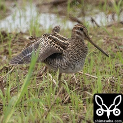 上の右と同個体。