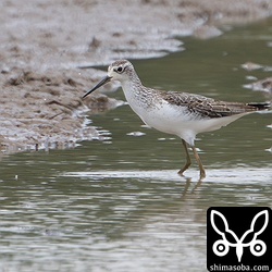今季初のコアオアシシギ。幼羽から第1回冬羽へ。