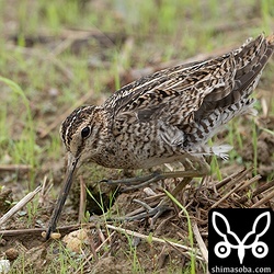 ミズアブの仲間の幼虫を捕まえたハリオシギ。