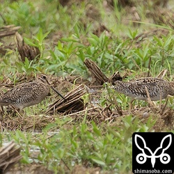 ハリオシギ2羽。左は上と同個体。