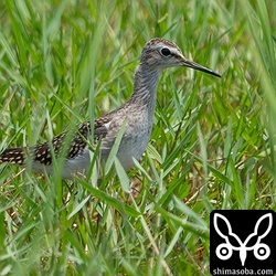 幼鳥は今季初のタカブシギ。タカブシギは数十羽いて、その中の1割程度が幼鳥でした。