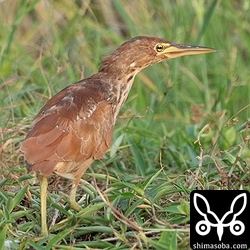 リュウキュウヨシゴイの幼鳥。第1回冬羽に変わりつつあります。