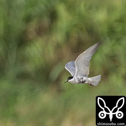 クロハラアジサシ夏羽から冬羽へ。