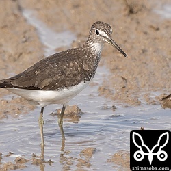 今季初のクサシギ。夏羽後期。