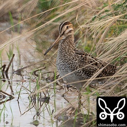 こちらもハリオシギ。この日は3羽確認。