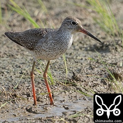 アカアシシギ夏羽後期。