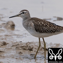 かなり増えてきたタカブシギの幼鳥。幼鳥が順調に飛来すると繁殖がうまくいったということで、ホッとしますね。