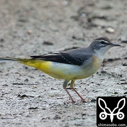 今季初のキセキレイ。石垣島には、これからツメナガセキレイやイワミセキレイ、ハクセキレイが渡ってきます。