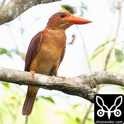 自宅近くで子育てを終えたアカショウビン。人を見慣れているので警戒心ゼロ。