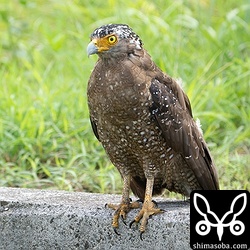 出会う機会が多くなったカンムリワシ。この日は3羽を確認。幼鳥の姿が拝めるのも間もなくです。