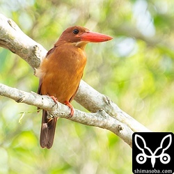 上のヒナの親鳥。近くの木に止まって巣立ちを促していました。