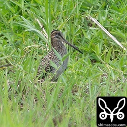 チュウジシギ。