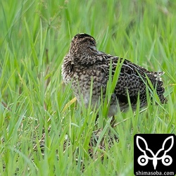 渡ってきたばかりなのか、お疲れの様子なチュウジシギ。