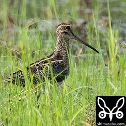 こちらもハリオシギ。