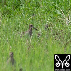 チュウジシギたち。