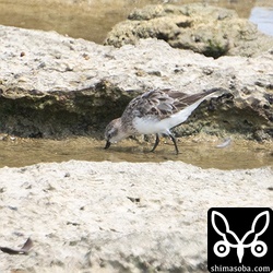 トウネン夏羽から冬羽へ。