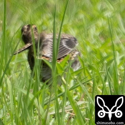 上の手前の個体。