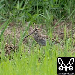かなり遠いですが、ハリオシギ。全部で3個体いました。