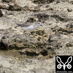 トウネン冬羽。