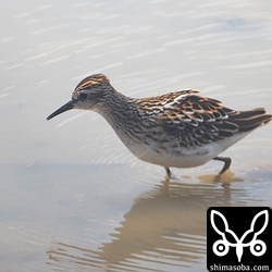 ヒバリシギ幼鳥。