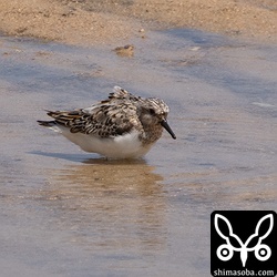 ミユビシギ夏羽から冬羽へ。