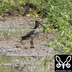 別のエリアのハリオシギ。遠すぎる…。