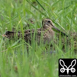 こちらもチュウジシギ幼鳥。