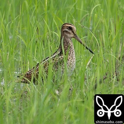 ハリオシギ幼鳥。
